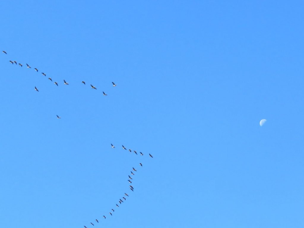 Geese fly over our outdoor classroom in Peacham, Vermont.