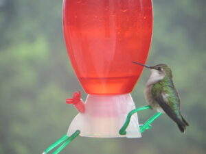 Hummingbird